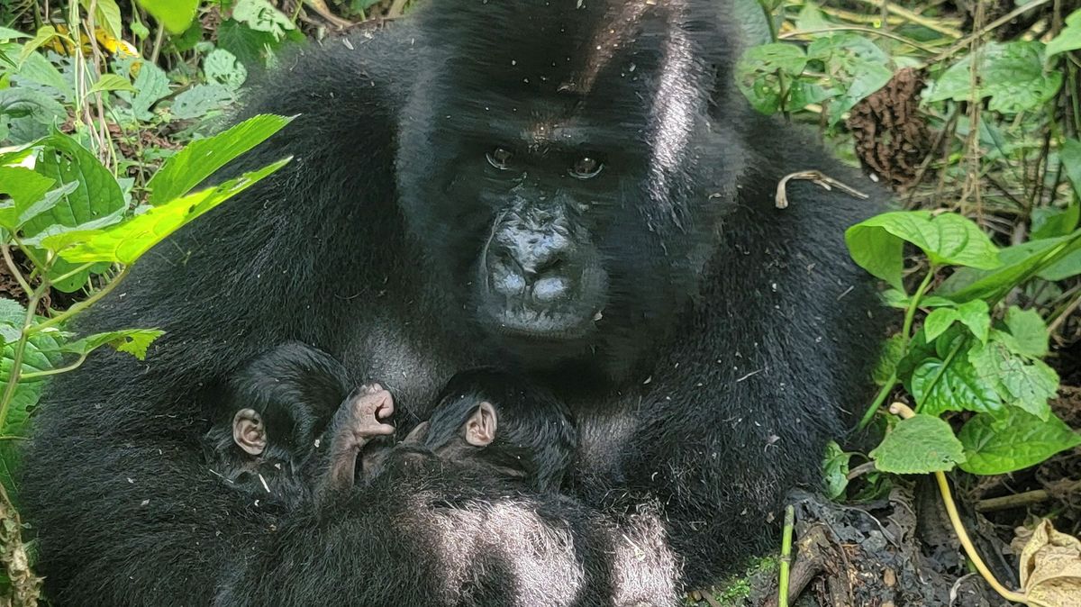 V nejstarším národním parku Afriky se narodila vzácná dvojčata goril horských